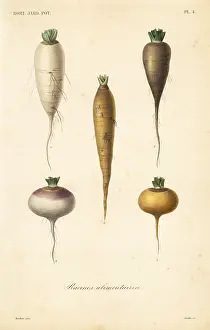 Corbie: Root vegetables, racines alimentaires