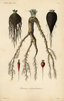 Corbie: Root vegetables, racines alimentaires