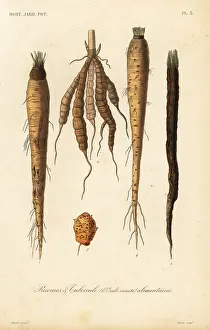 Potager: Root vegetables, racines et tubercule alimentaires