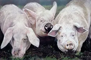 Rooting: Rooting ' three pigs