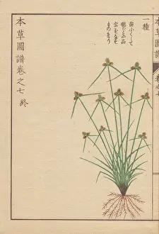 Entomologist: Roots, grass and flowers of halfchaff sedge