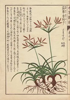 Color Printed: Roots, leaves and flowers of coco-grass, purple
