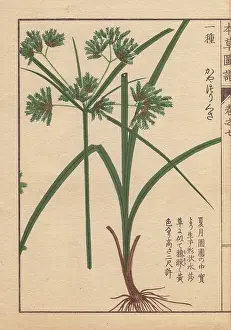 Color Printed: Roots, reeds and flowers of nutgrass galingale