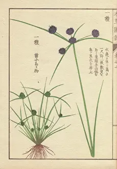 Entomologist: Roots, reeds and flowers of variable flatsedge