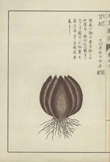 Color Printed: Roots and round, brown, ball-like valerian