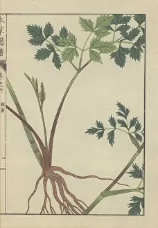 Color Printed: Roots, stem and leaves of angelica polymorpha
