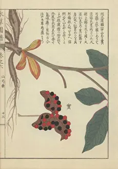 Color Printed: Roots, stem and leaves of the mountain peony