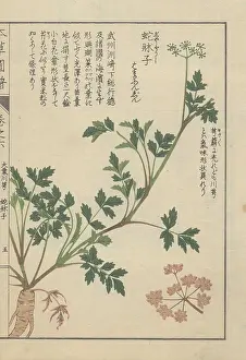 Entomologist: Roots, stems, leaves and tiny florets of Japanese
