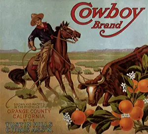 Roped: Roped Steer and Oranges
