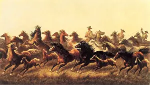 Roping: Roping Wild Horses