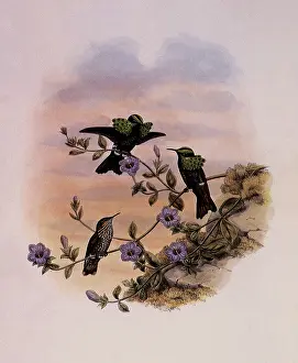 Coquette: Roraima Coquette, Lophornis Pavoninus