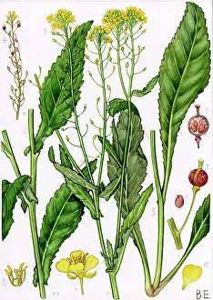 Austriaca: Rorippa austriaca