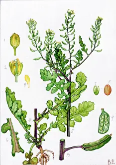 Cress: Rorippa islandica