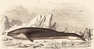 Whales: Rorqual (Balanoptera rorqual)