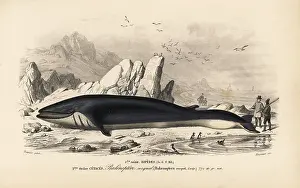 Dorbigny: Rorqual or fin whale, Balaenoptera physalus. Endangered