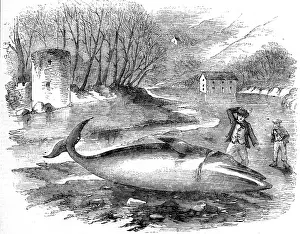 Cottager: Rorqual Whale captured in the River Dart, Devon 1856