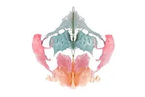 Psychological: Rorschach Test Card No. 8