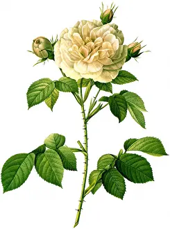 Regalis: Rosa Alba Regalis