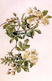 Leafy: Rosa Banksiae
