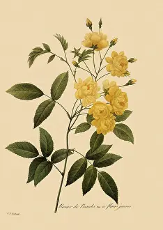 Redoute: Rosa banksiae