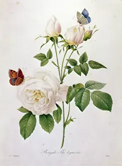 Choix: Rosa Bengale, The Hymenee
