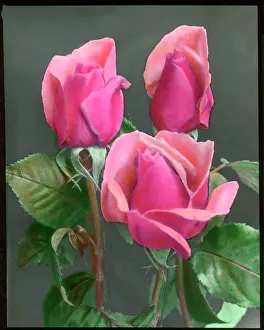 Buds: Rosa Betty Uprichard