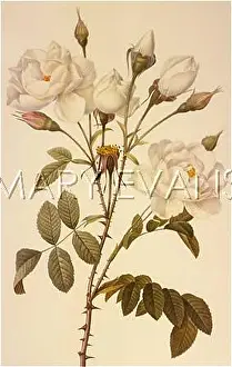 Campanulata: ROSA CAMPANULATA ALBA