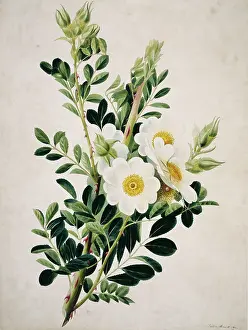 Stennett: Rosa canina, dog rose