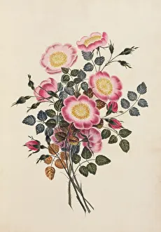 Brookshaw: Rosa canina, dog rose