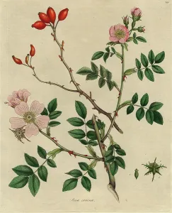 Canina: Rosa canina, dog rose
