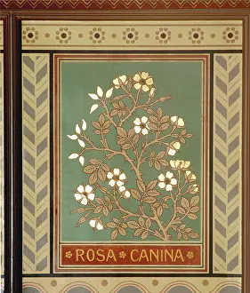 Fabidae: Rosa canina, dog rose