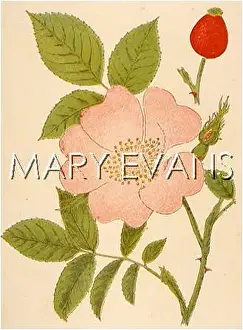 Canina: ROSA CANINA - Dog Rose