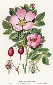 Newall: ROSA CANINA (NEWALL)