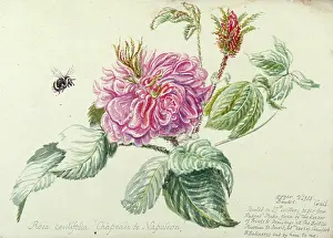Centifolia: Rosa Centifolia