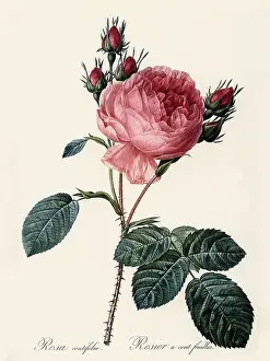 Centifolia: Rosa Centifolia