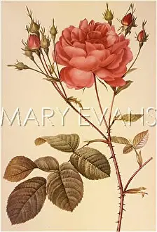 Centifolia: ROSA CENTIFOLIA ANGLICA