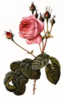 Centifolia: Rosa Centifolia Bullata