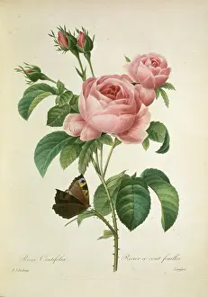 Fleurs: Rosa centifolia, cabbage rose