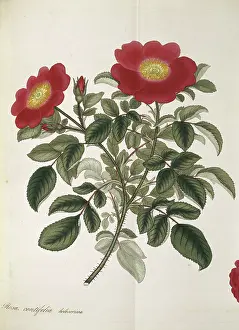 Centifolia: Rosa centifolia, cabbage rose