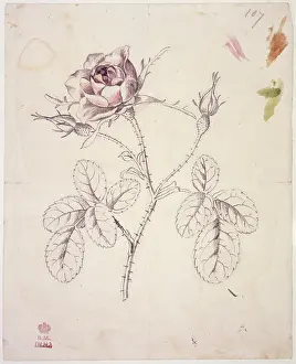 Dionysius: Rosa centifolia, cabbage rose