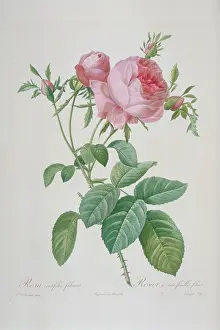Leafy: Rosa centifolia foliacea, leafy rose