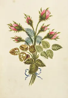Centifolia: Rosa centifolia, moss rose