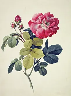 Centifolia: Rosa centifolia, moss rose