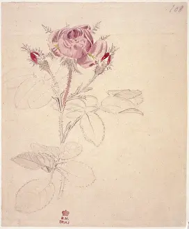 Dionysius: Rosa centifolia, moss rose