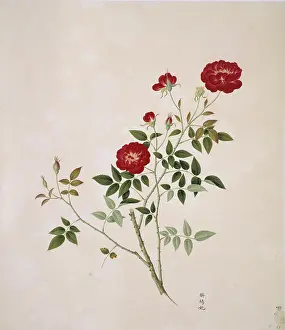 Indica: Rosa cf. chinensis, china rose
