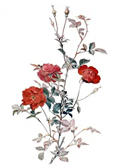 Leafy: Rosa chinensis semperflorens: Koehne