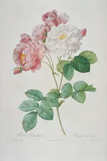 Damask: Rosa damascena celsiana, Cels's rose