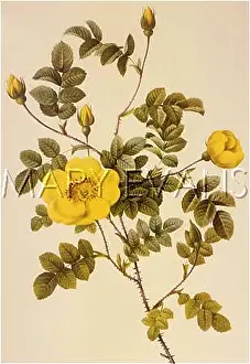Luteola: ROSA EGLANTERIA LUTEOLA