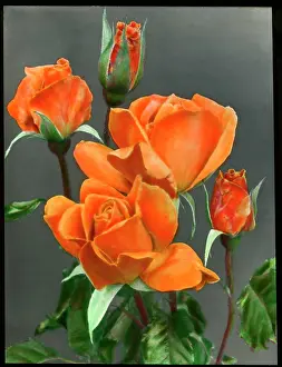Budding: Rosa Emma Wright