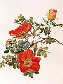 Buds: Rosa foetida